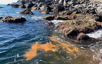 Sal Orange Stain In The Sea.jpeg