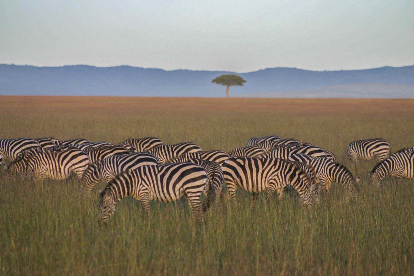 Las iniciativas de reforestación en África pueden dañar los pastizales y la sabana