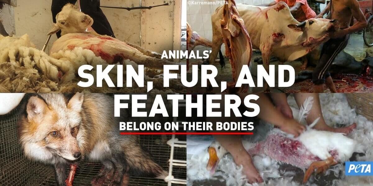 PETA insta a la FTC a tomar medidas enérgicas contra las afirmaciones falsas de “reciclado” de las empresas sobre piel, lana y plumas