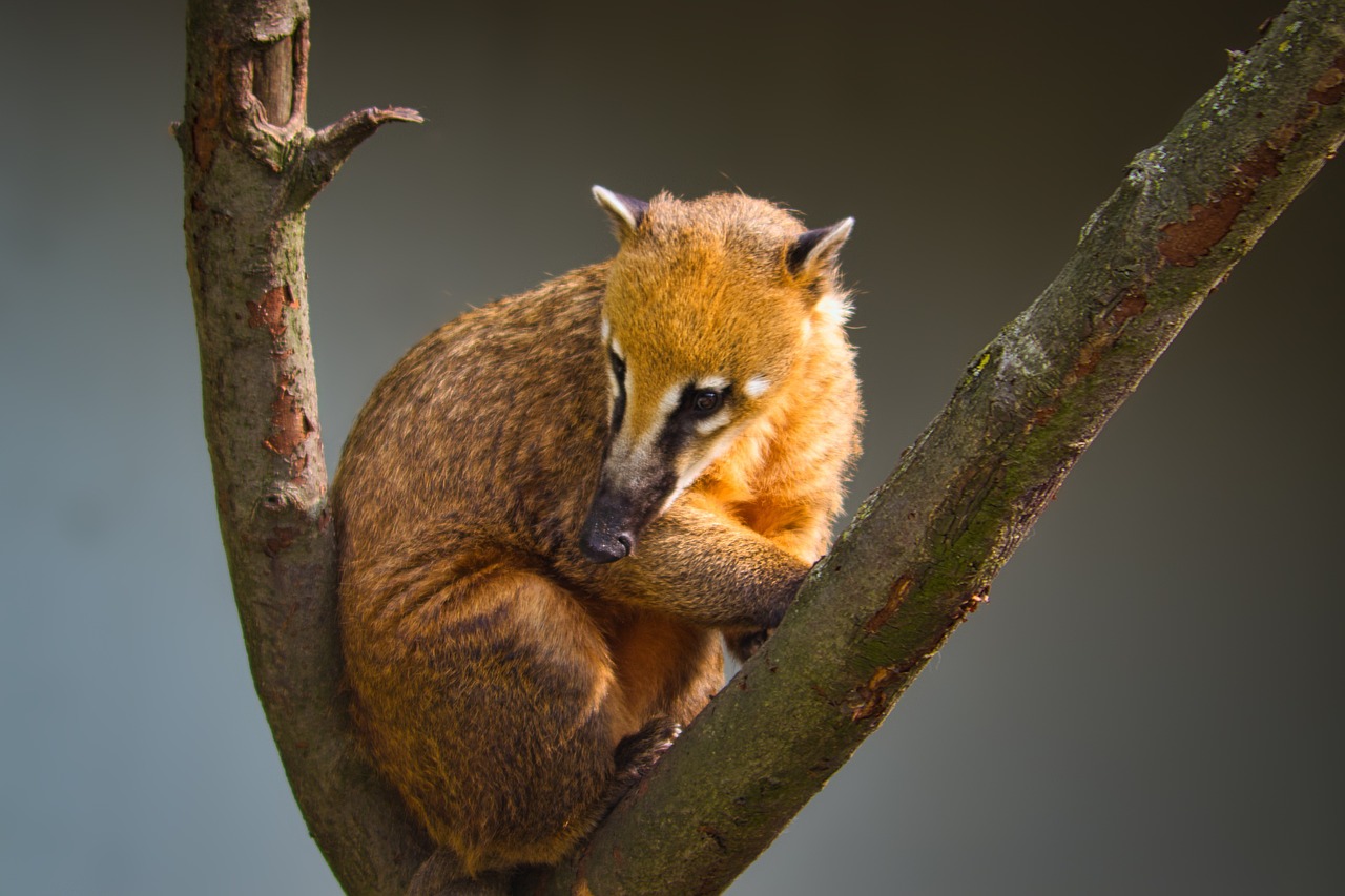 Hábitat del Coatí |  Todo explicado sobre el hábitat y las regiones de vida del Coatí