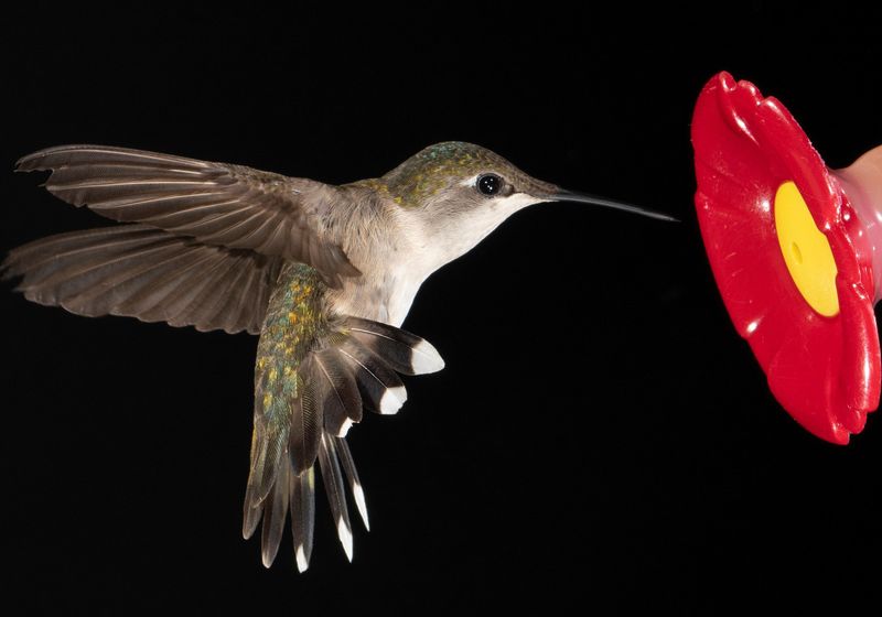 ¿Por qué los colibríes no padecen diabetes?  |  Resumen de TS