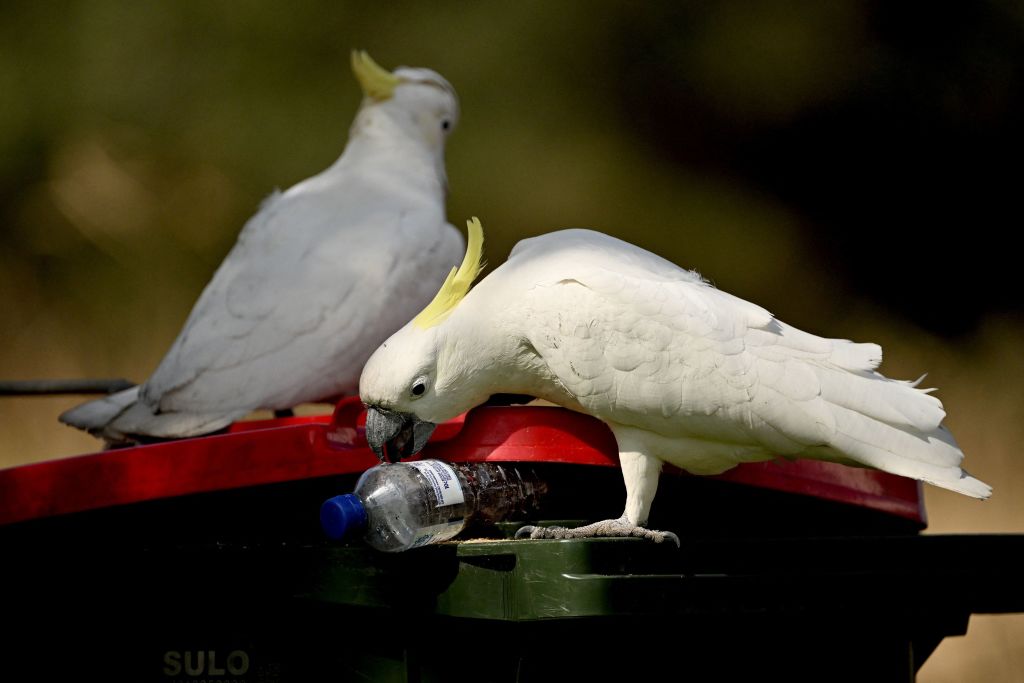 Las aves más amenazadas de Australia: la vida isleña no es un paraíso para las especies en riesgo