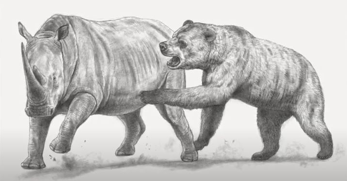 Oso contra Rinoceronte: ¿Quién ganaría en una pelea?