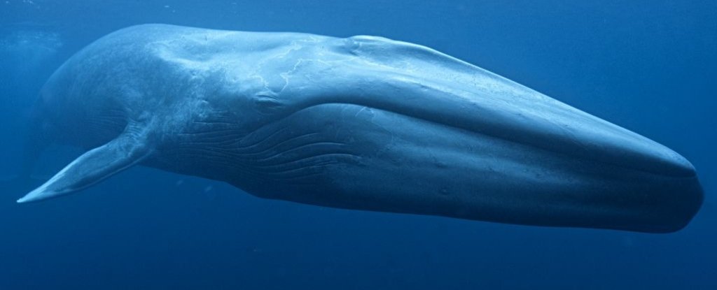 Descubrimiento sorpresa muestra que las ballenas azules se han estado apareando con otra especie: ScienceAlert