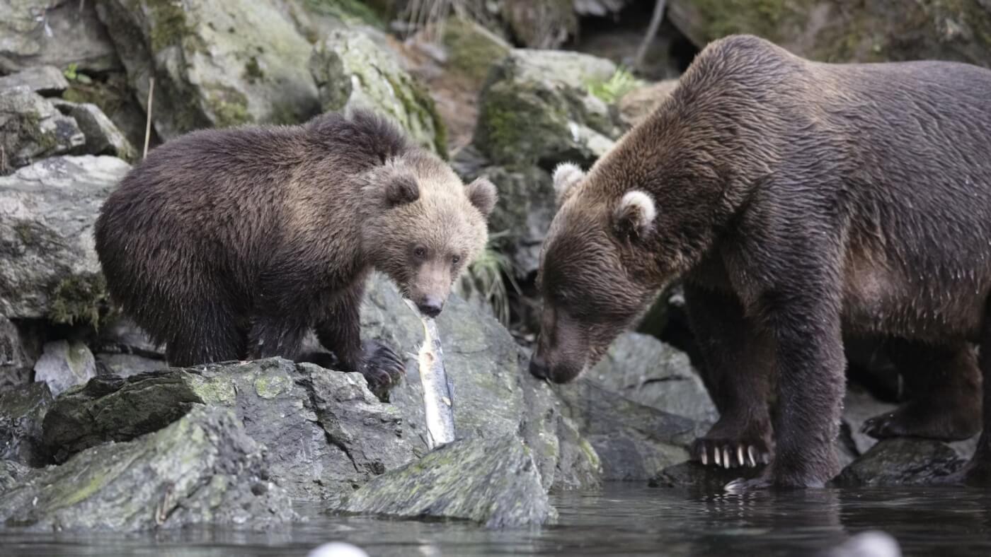 Cómo PETA tomó medidas para ayudar a los osos Kodiak que escaparon