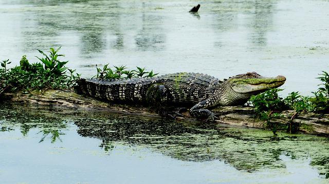 ¿Pueden los caimanes oler la sangre?  La sed de sangre de Gator