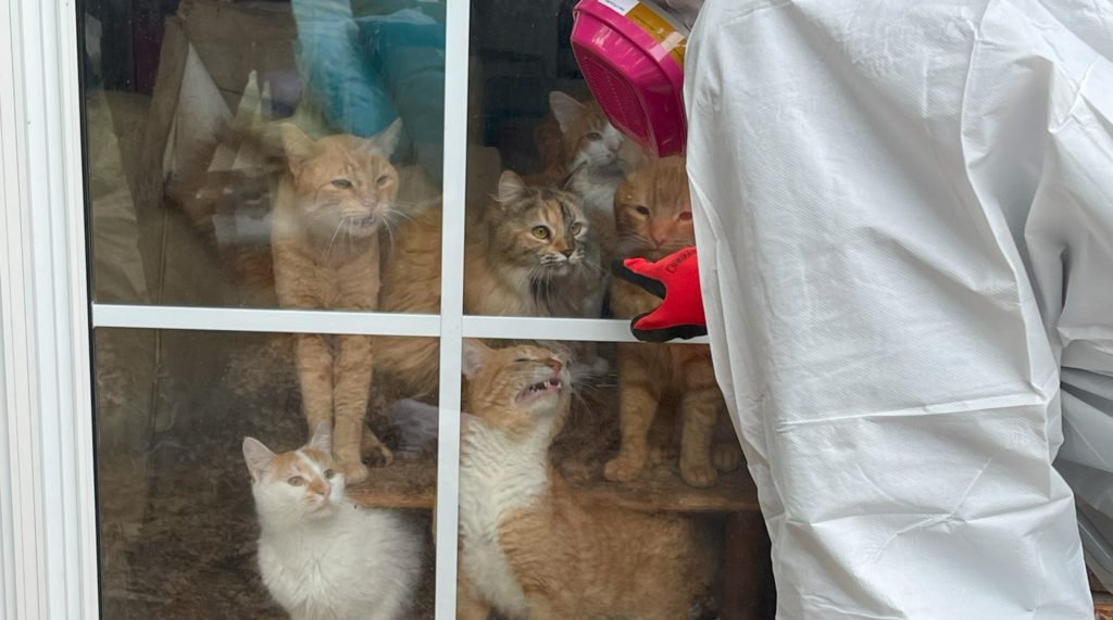 Triunfo sobre la tragedia: los gatos rescatados de la crisis de acaparamiento de Tennessee encuentran curación – American Humane