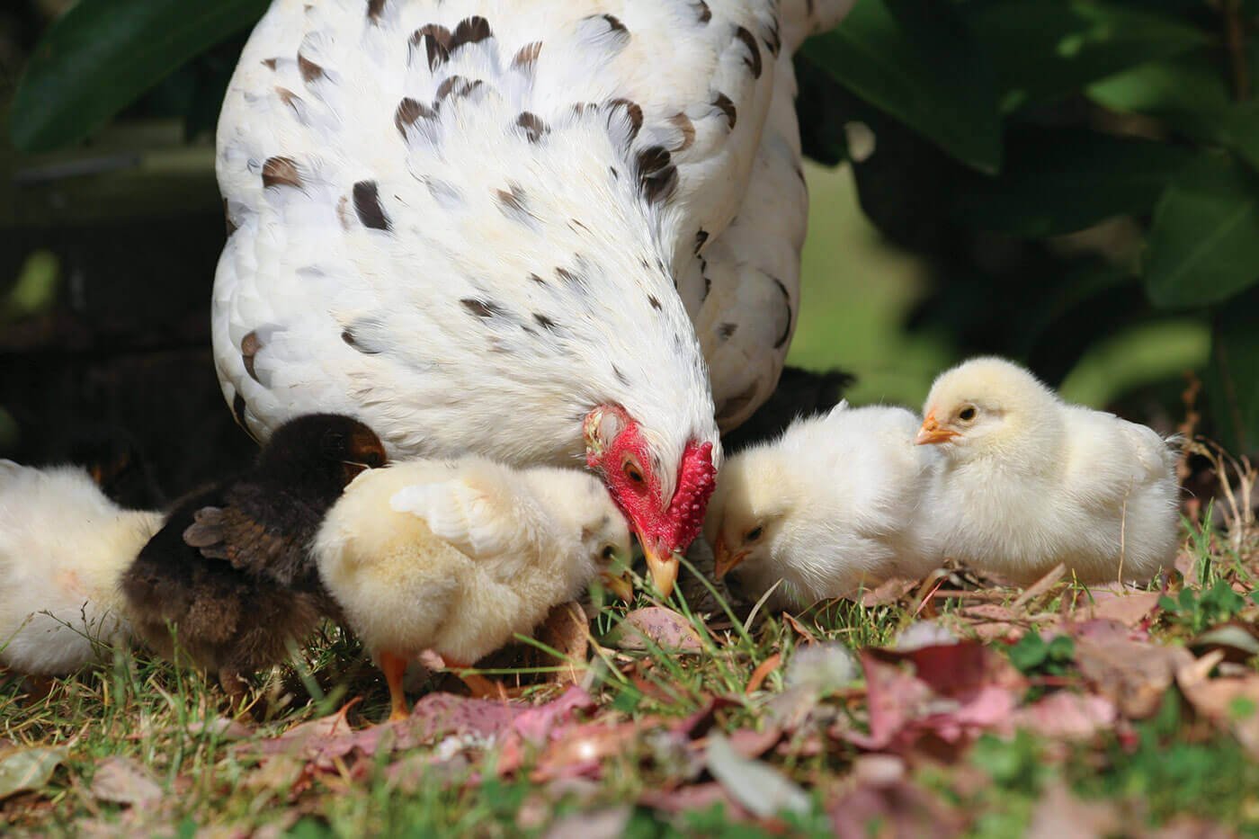Por qué editar la genética del pollo es un juego de ‘aves’