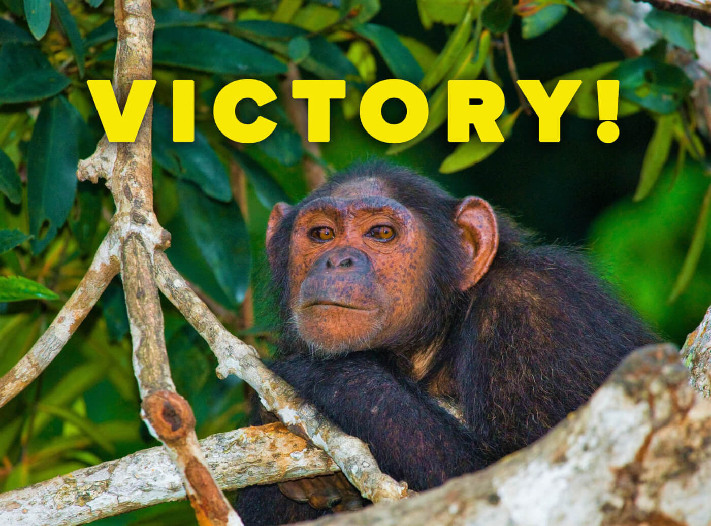 Hallmark prohíbe tarjetas de chimpancé degradantes tras el impulso de PETA