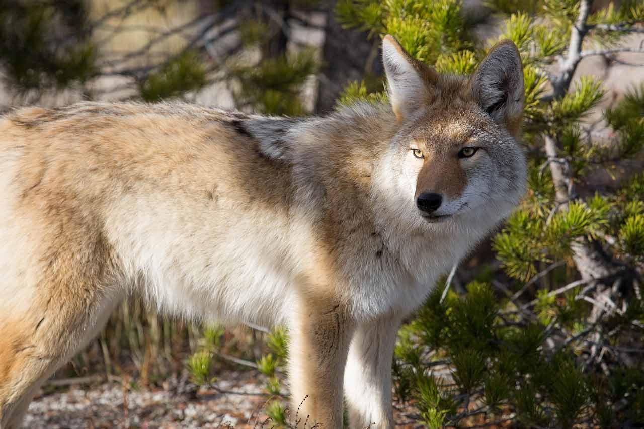 Trampero de coyotes en Torrance fue capturado poniendo trampas cerca de casas;  PETA pide investigación