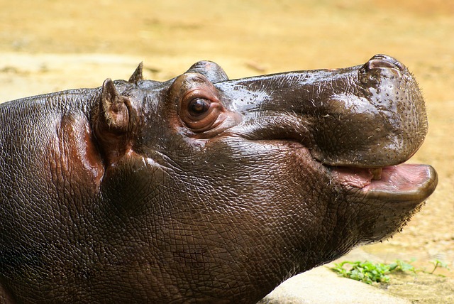 Do Hippos Like Chocolate.jpg
