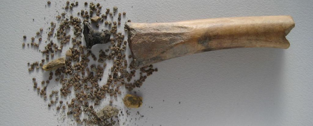 Hueso relleno de beleño: primera evidencia sólida del uso de la planta como fármaco: ScienceAlert