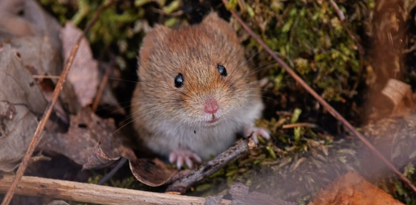 Lo que necesita saber sobre la viruela de Alaska