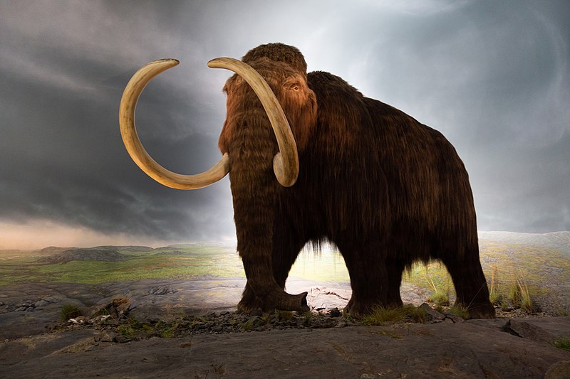 First Woolly Mammoth Calves To Be Born In 2028 Thylacine And Dodo Are Next Biologists Say.jpg