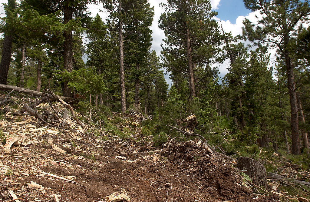 La reforestación del siglo XX alivia el aumento de las temperaturas y los efectos del cambio climático en el este de EE. UU. [Study]