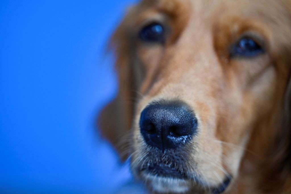 El aceite de cannabis reduce el lupus canino, según un estudio brasileño