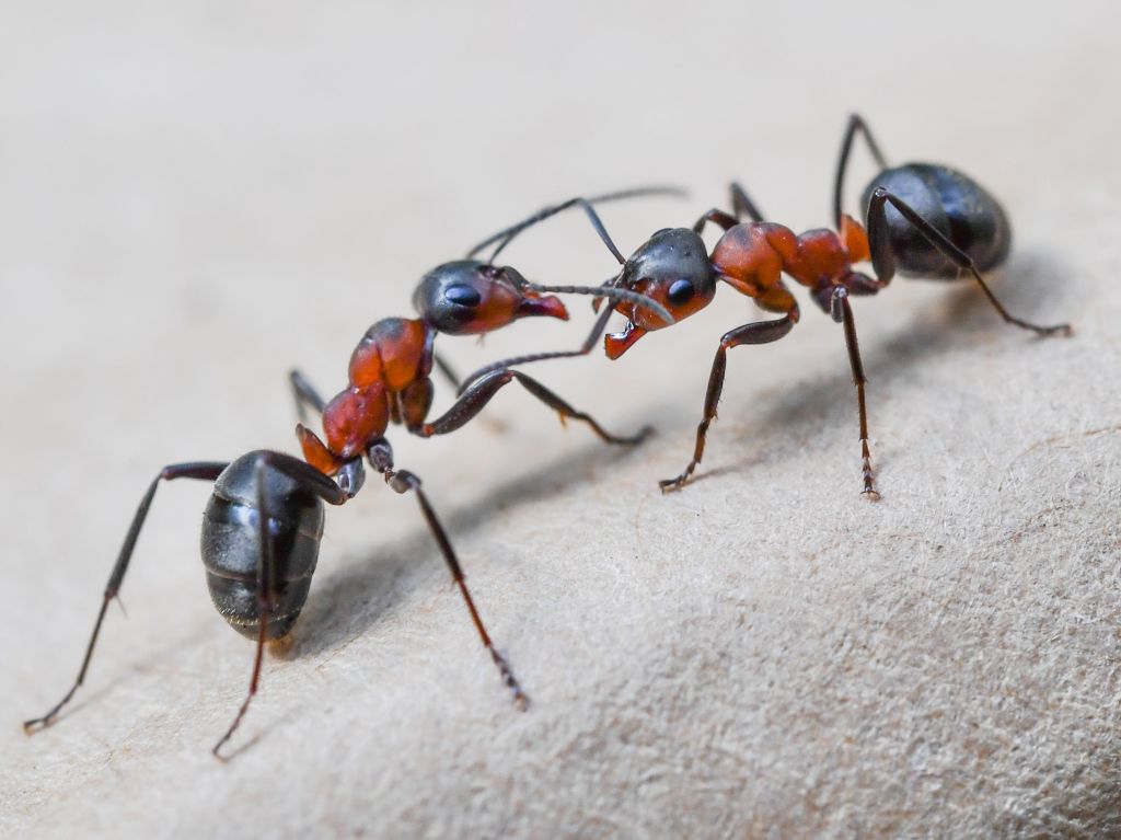 Germany Animals Ant.jpg
