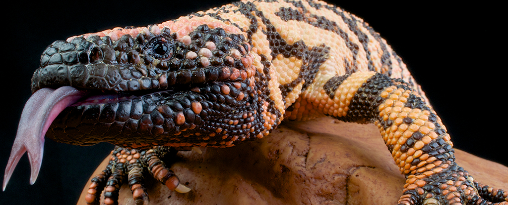 Hombre de Colorado muere después de un mordisco de su lagarto venenoso: ScienceAlert