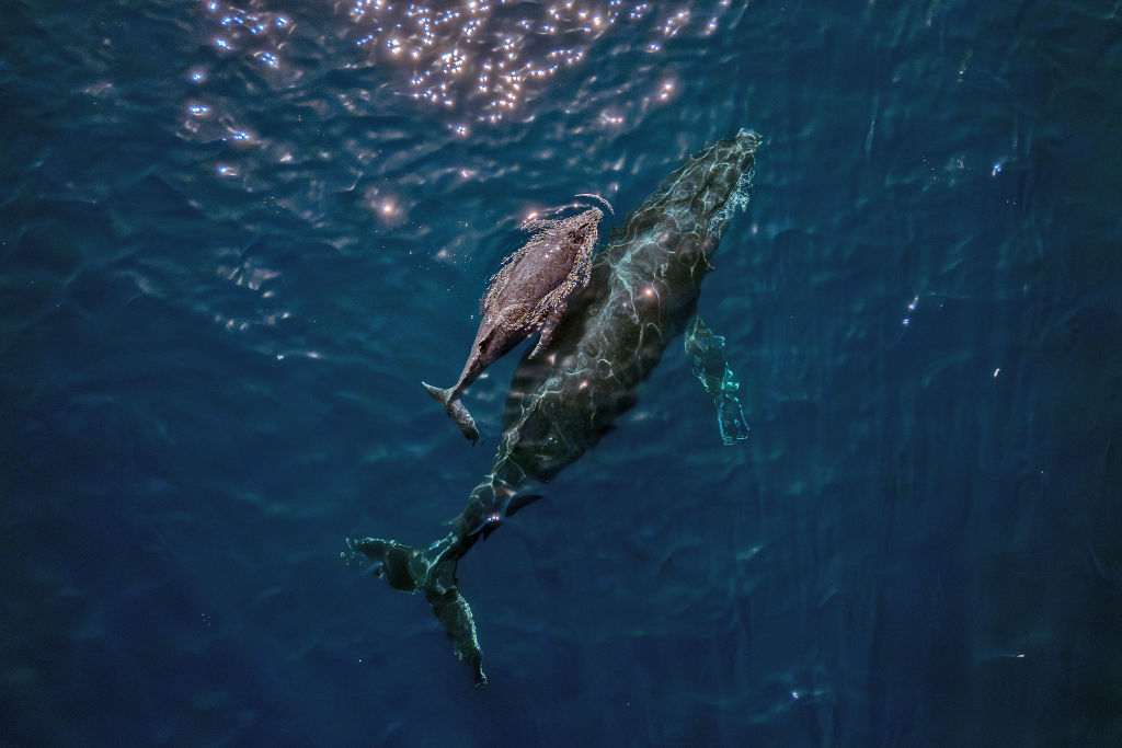 La población de ballenas jorobadas en el Pacífico Norte disminuye un 20% debido a la ola de calor marina