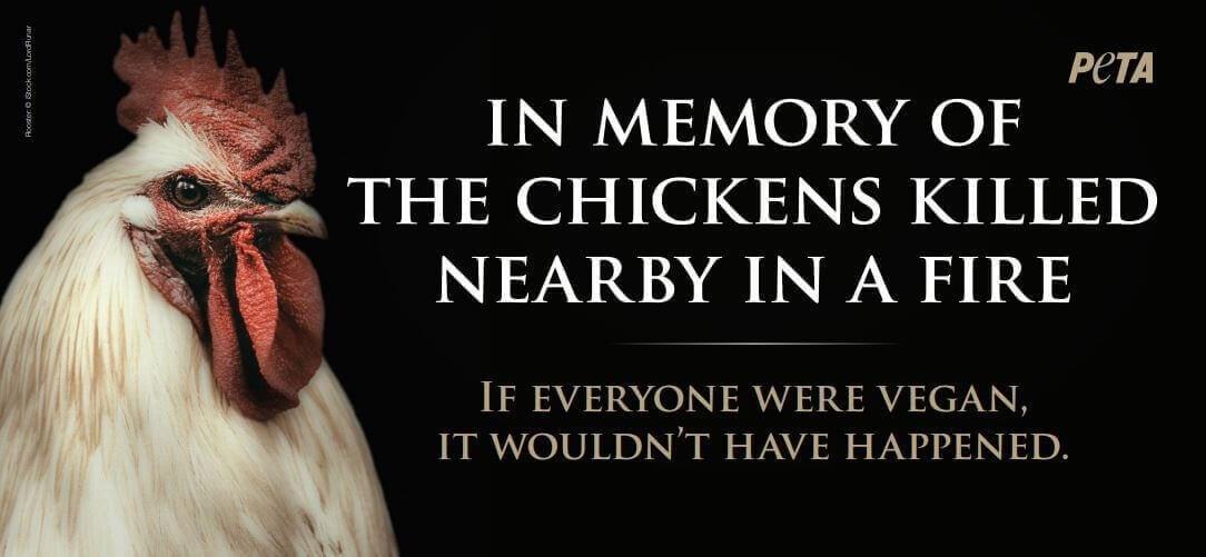 In Memory Of The Chickens Killed Nearby In A Fire.jpg