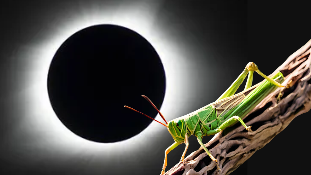 El Proyecto Eclipse Soundscapes de la NASA registrará cómo el eclipse solar total de 2024 impacta la naturaleza