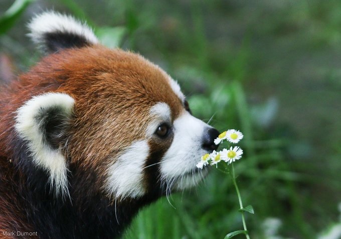 Recordando al Panda Rojo Lin – Zoológico y Jardín Botánico de Cincinnati
