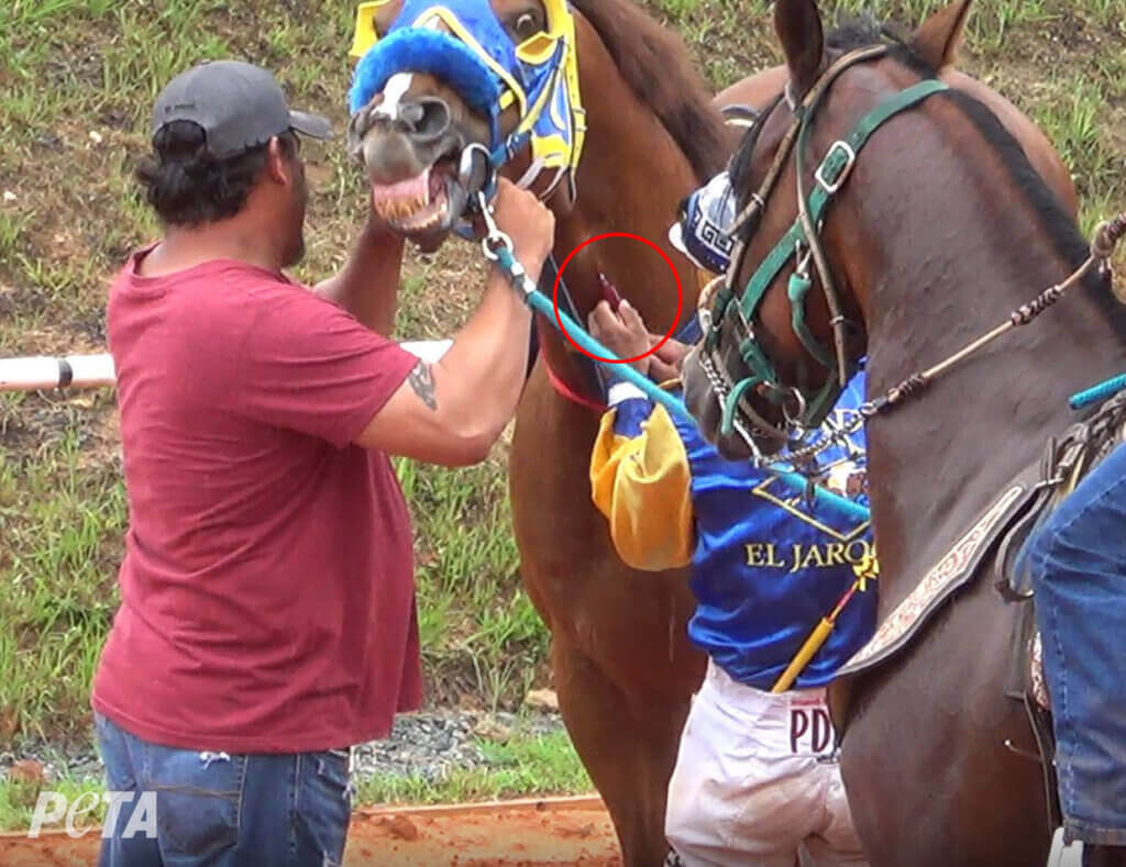 Las agencias federales no logran desmantelar la vía de Bush;  Los caballos sufren