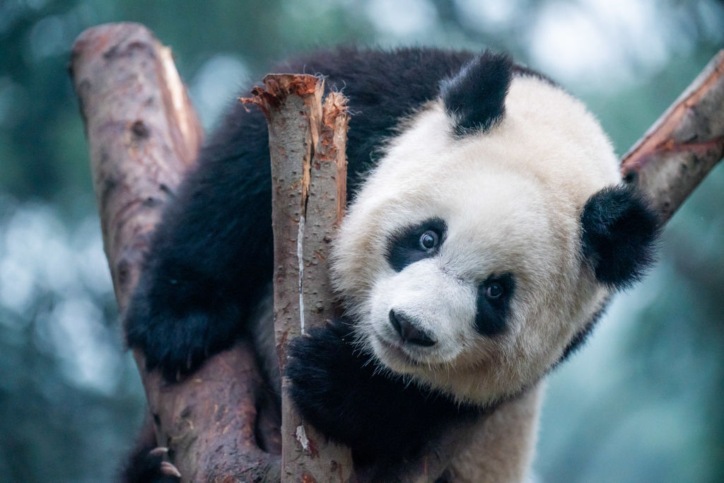 Esqueleto Panda Ascidia: Científico japonés identifica nuevas especies