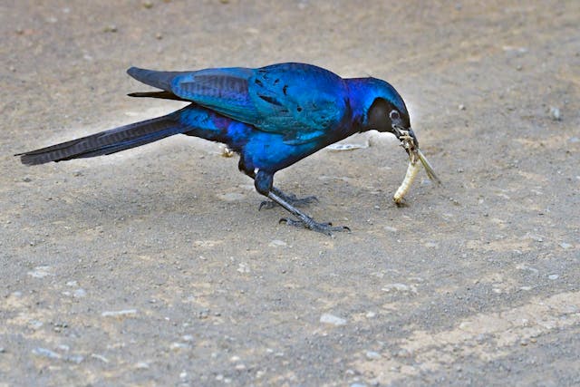 ¿Los pájaros comen gusanos?