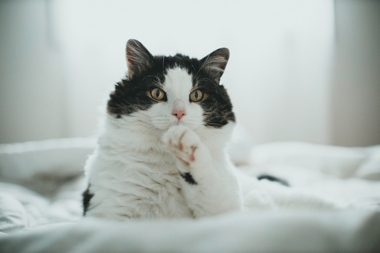 Consejos para cortar las uñas de tu gato