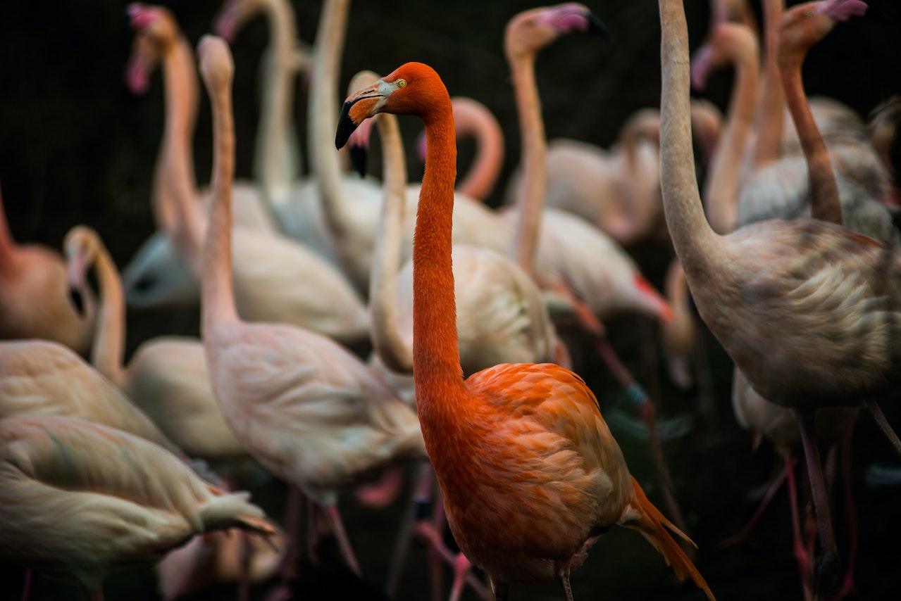 ¿Los pájaros comen lagartos?  Animales Playa