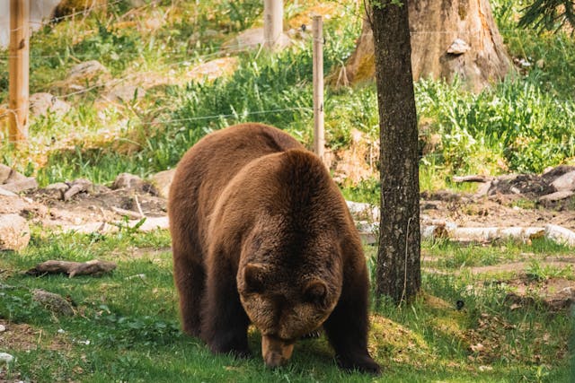 ¿Viven los osos en la jungla?  (¡Respondida y explicada!)