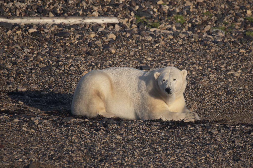 Los osos polares se enfrentan a la hambruna porque no pueden adaptar su dieta a vivir en la tierra