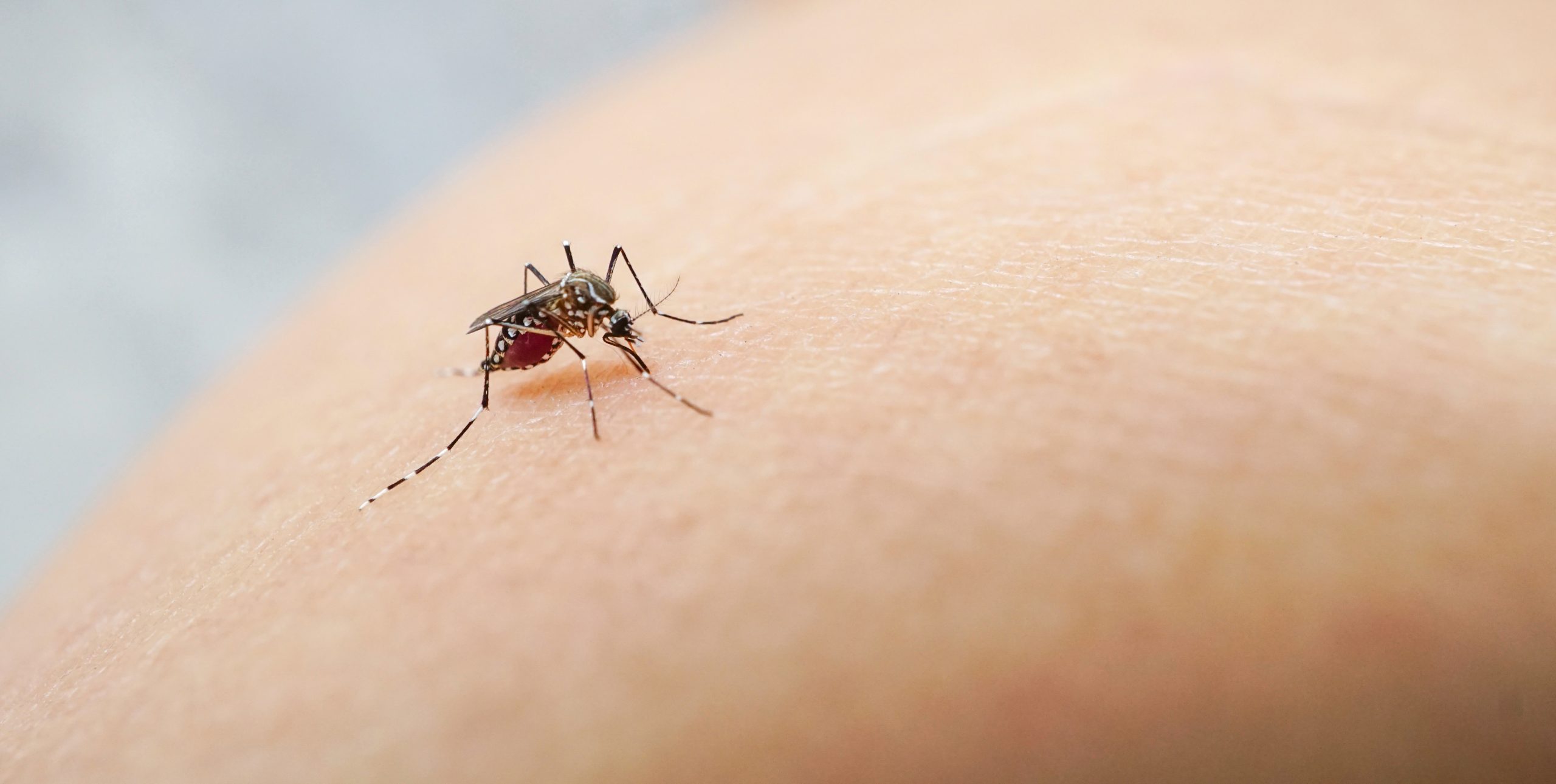 Los humanos antiguos pueden haber construido una resistencia a la malaria