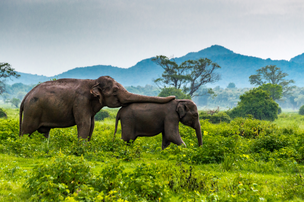 Un enorme elefante podría ser más empático que un humano