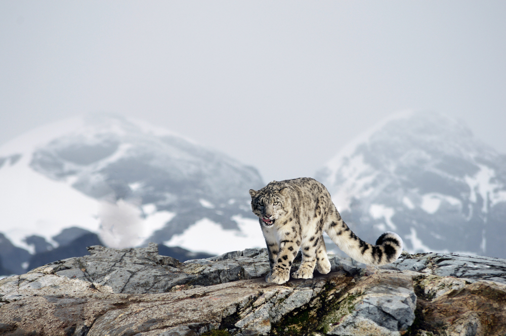 Estos 6 animales viven en las altitudes más altas del planeta