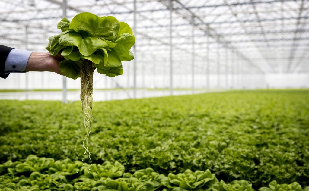 Experto insta a aumentar la resiliencia del sistema alimentario para mantener un alto nivel de consumo de productos del mar
