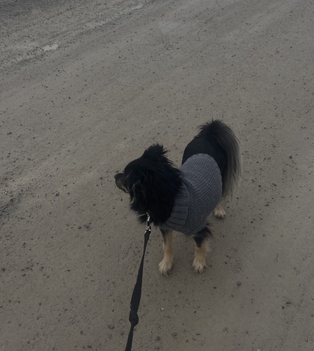 Preparar a su perro para un abrigo de invierno