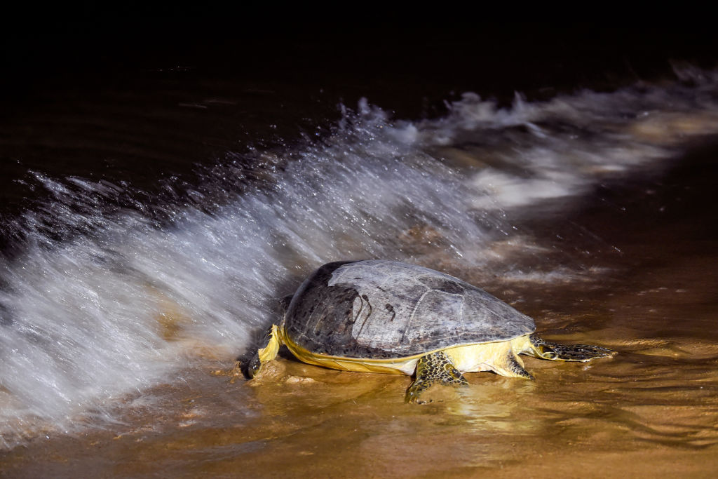 Un raro lugar de anidación de tortugas descubierto por conservacionistas en la India