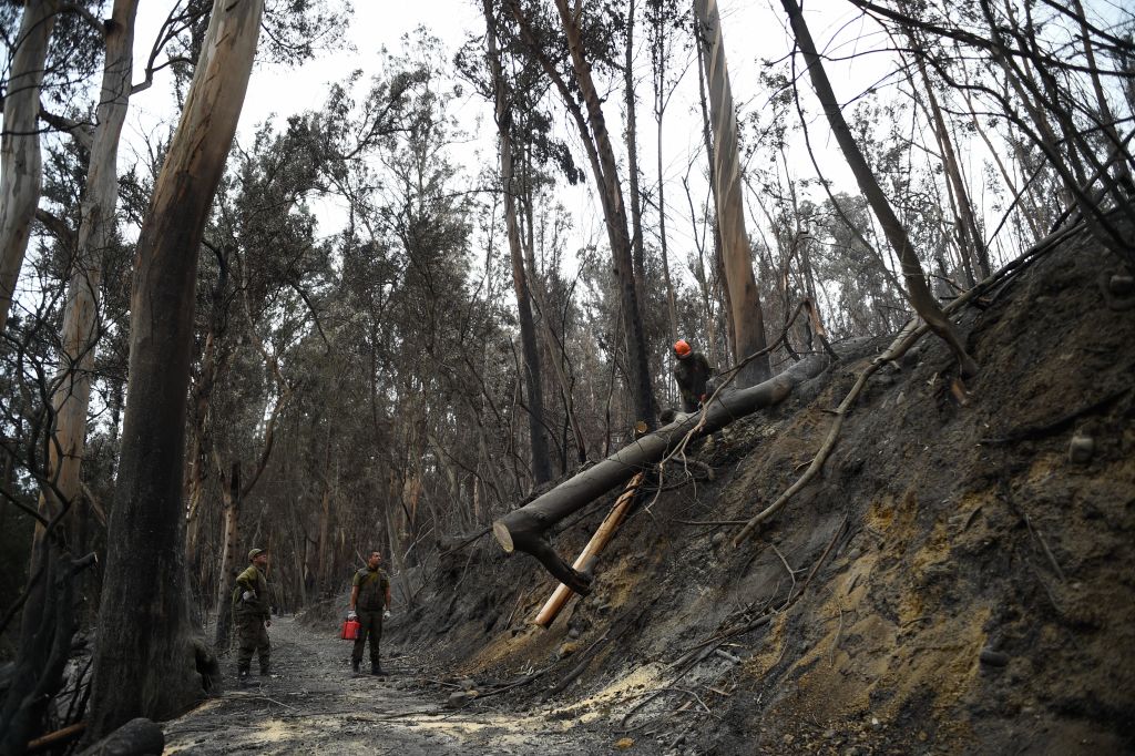 Incendios forestales mortales en Chile: al menos 120 personas muertas;  Es probable que aumente el número de muertos