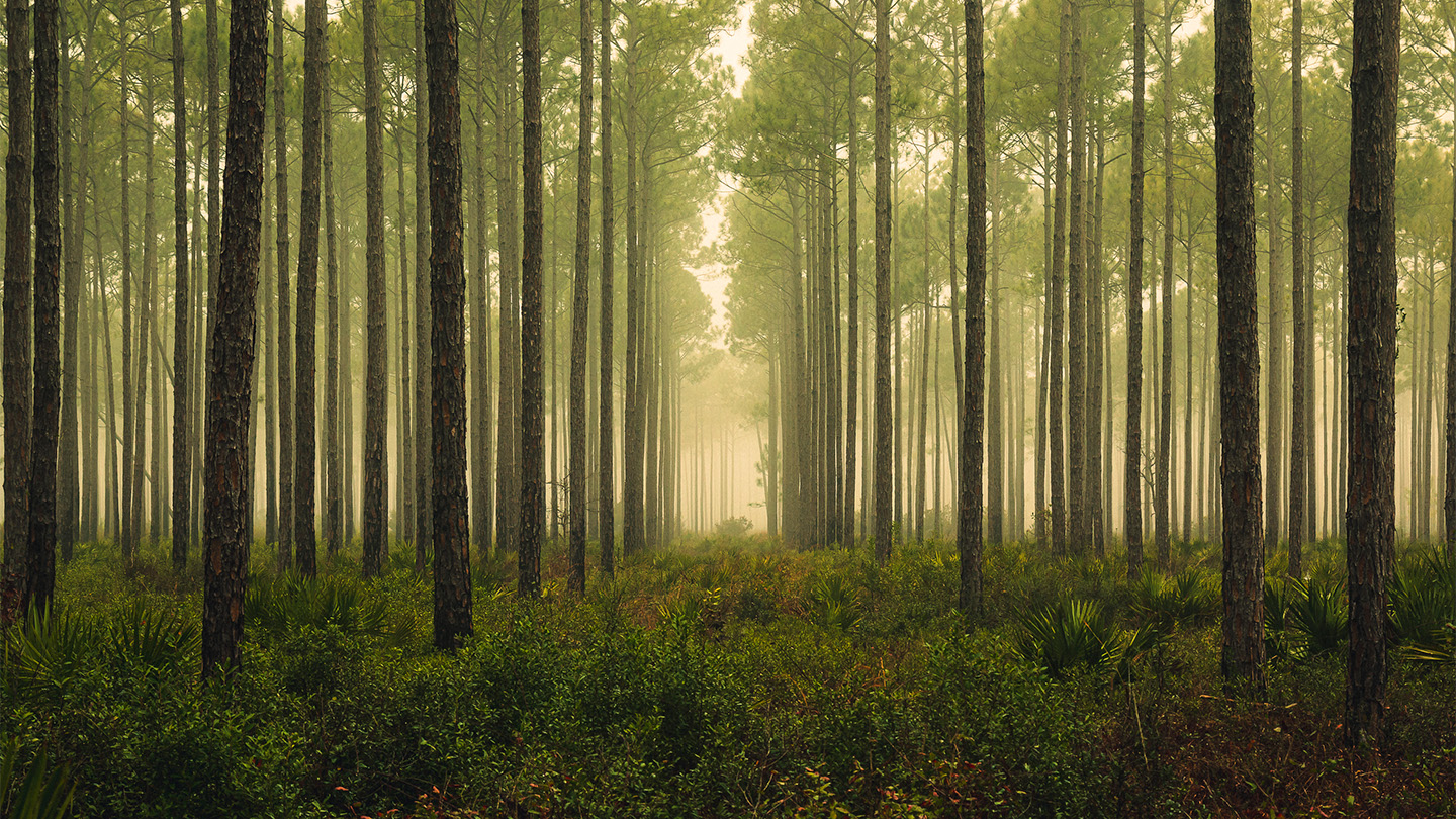 Los bosques podrían servir como enormes detectores de neutrinos