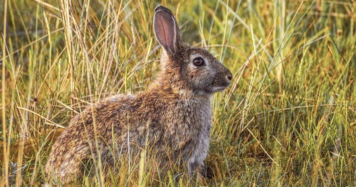 Permiso “excepcional” para la caza de conejos