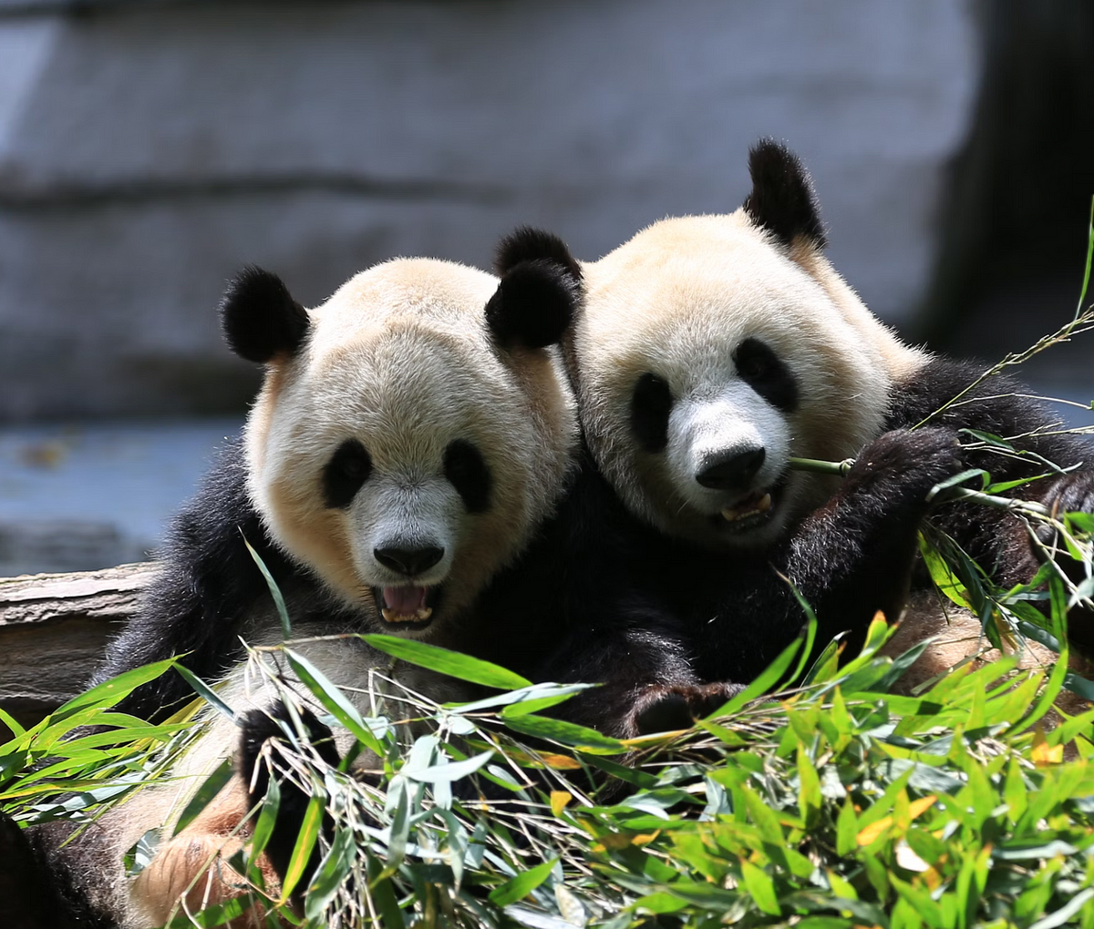 Procese Pandas DataFrames con un modelo de lenguaje grande |  de Dmitrii Eliuseev |  marzo de 2024