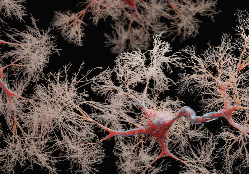 Manténgase salado: la dieta materna afecta el circuito del gusto neuronal de la descendencia