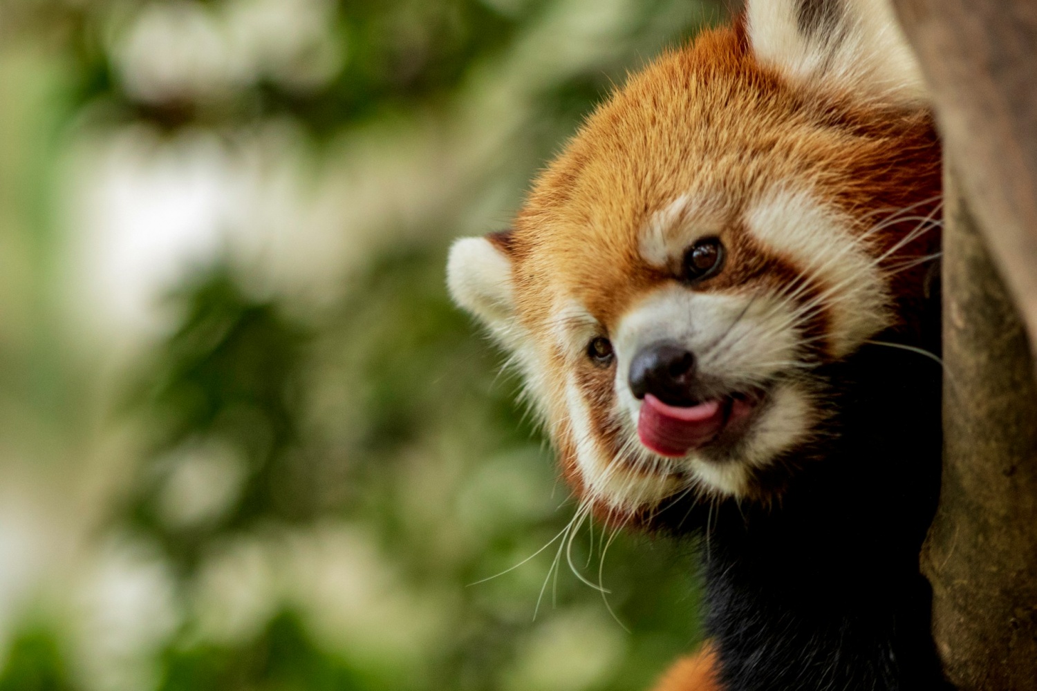 87 animales, incluido el panda rojo en peligro de extinción, encontrados en equipaje de extranjeros en el aeropuerto de Tailandia