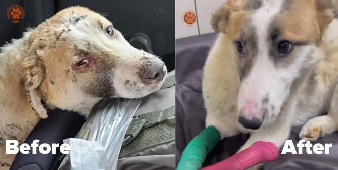 Perro rescatado en Ucrania |  PETA