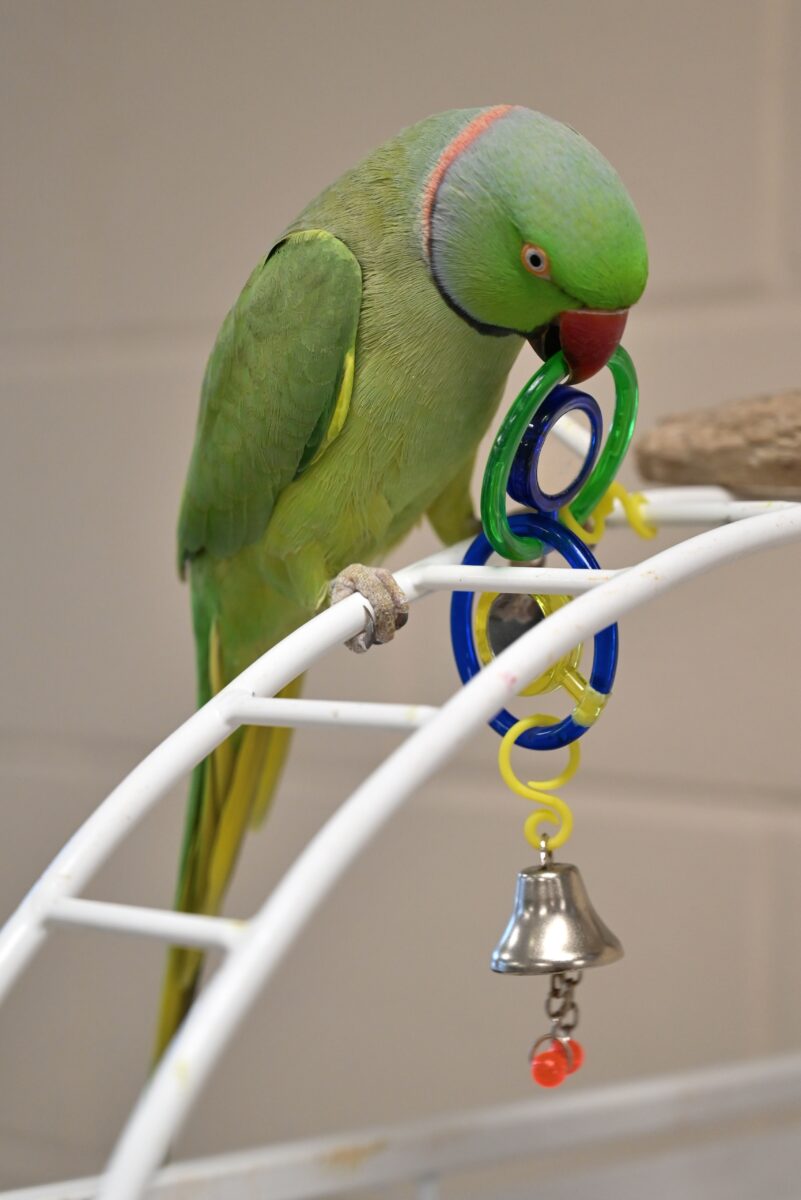 Consejos de enriquecimiento para tu pájaro
