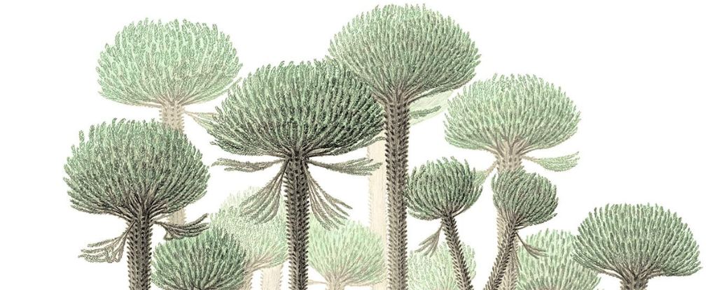 El bosque fosilizado más antiguo de la Tierra ha estado ocultando sus extraños árboles durante 390 millones de años: ScienceAlert