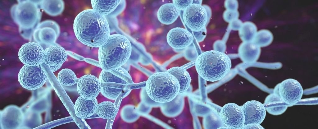 Los científicos descubren una nueva levadura que podría detener las infecciones fúngicas invasivas: ScienceAlert