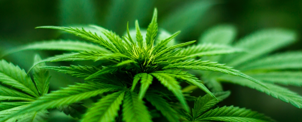El primer experimento de su tipo confirma cuál es el mejor compuesto de cannabis para la ansiedad: ScienceAlert